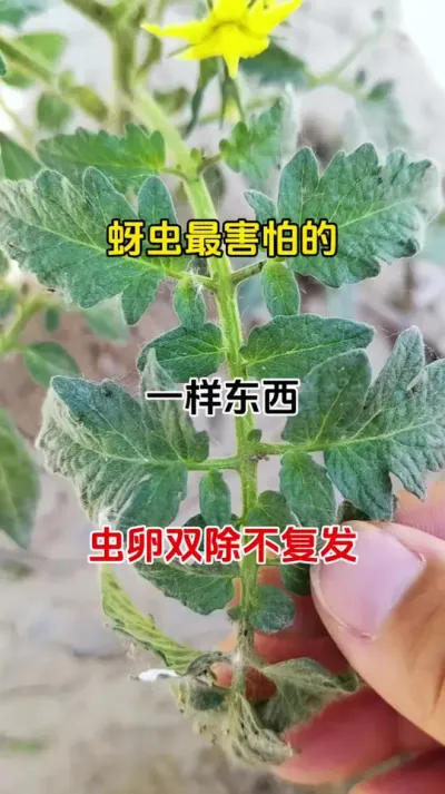 蚜虫，白粉虱最害怕的一样东西，你知道吗#蚜虫防治 #番茄种植 #白粉虱 #抖音助农 #三农种植