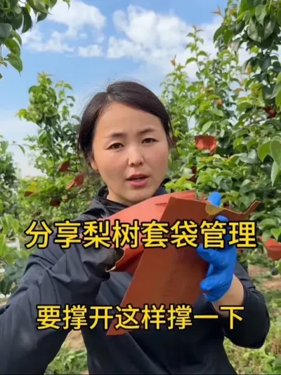 秋月梨套袋 #分享农业知识帮农民增产增收 #分享农业植保技术知识传播正能量 #农业种植 #自家果园