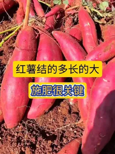 红薯结的多长的大，施肥很关键！#红薯高产种植 #红薯高产施肥 #红薯种植 #薯帮主红薯膨薯肥 #薯帮主超磷钾
