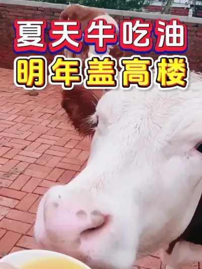 夏天牛吃油，明年盖高楼 #养殖 #养殖技术 #农村养殖 #畜牧养殖 #科学喂养