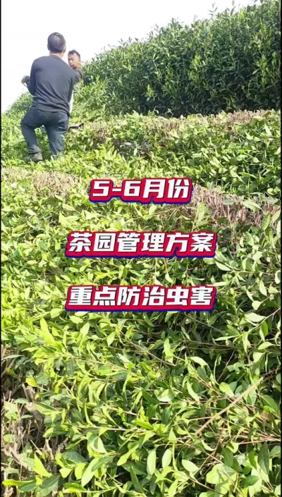 #5～6月份茶园管理注意什么事项？？#夏季茶园管理 #夏季茶园黑刺粉虱防治