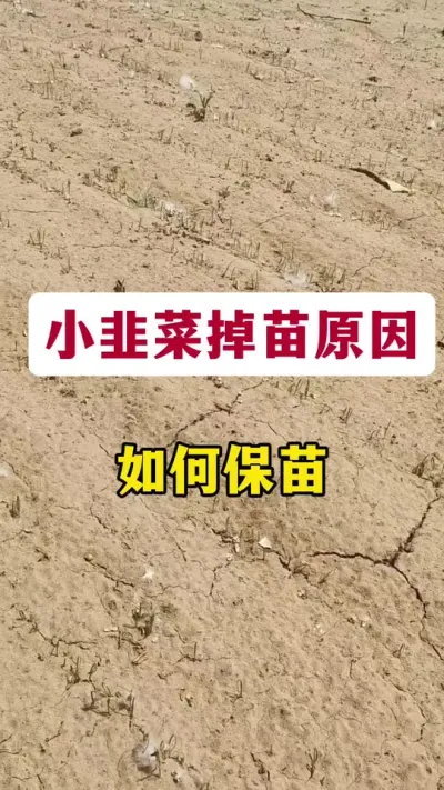 小韭菜掉苗原因，如何保苗。#韭菜种植 #韭菜管理 #种韭菜 #韭菜保苗 #韭菜种植技术