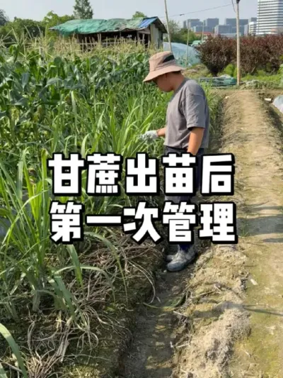 ôʩ 
