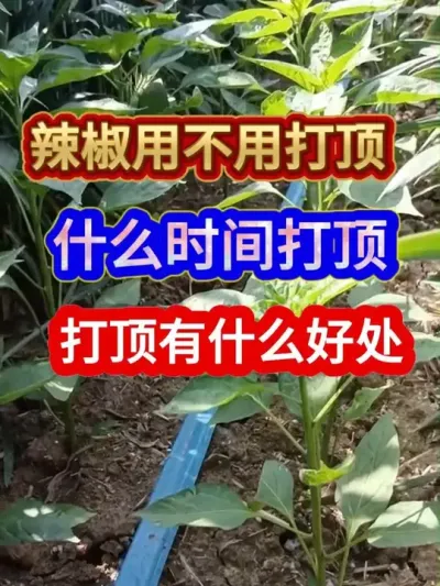 辣椒用不用打顶什么时间打顶都有哪些好处 #辣椒种植 #农业种植 #种植小技巧 #三农 #分享农业知识帮农民增产增收