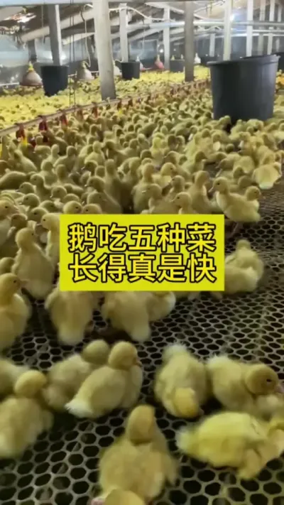 #养鹅人 #养鹅技术分享 #禽病防治 #肉鹅养殖#养殖