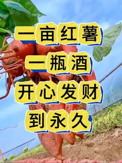 红薯高产种植 啤酒在红薯种植上的妙用你知道吗？#红薯种植#红薯管理#红薯#红薯高产种植 #红薯高产