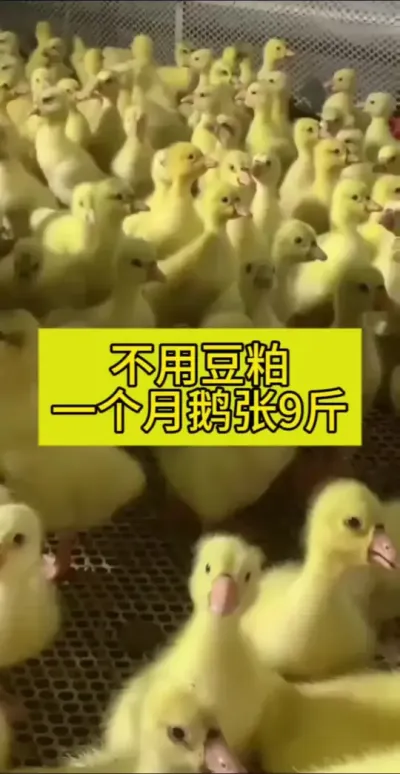 #鹅 #养鹅技术分享 #禽病防治 #养殖 #肉鹅养殖