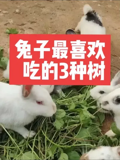 兔子最喜欢吃的3种树叶 #兔子#养殖#三农#养兔#养兔人