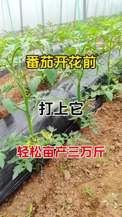 番茄开花前打上它轻松亩产3万斤#番茄种植 #抖音助农 #促花保果