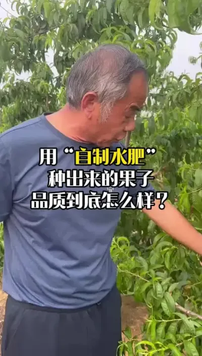 同样是油桃，想要品质好，关键就在用肥上！ #油桃种植 #桃树种植 #桃树用肥 #田间地头实操干货 #春耕农技知识