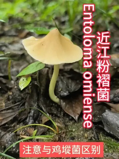 ޾Entoloma omiense#Ģ #Ģ # #Ģж