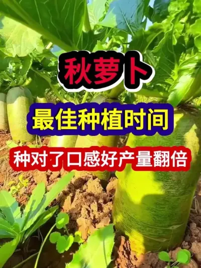 秋萝卜最佳种植时间种对了口感好产量翻倍 #萝卜种植 #农业种植 #种植小技巧 #三农 #分享农业知识帮农民增产增收