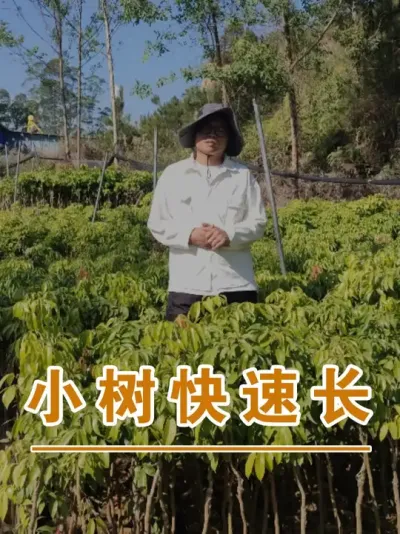 荔枝小树快速生长的方法#广西灵山荔枝果苗#农业创业#抖音新农人计划2025#吕老师种果苗