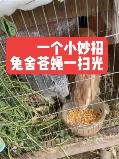 一个小妙招，兔舍苍蝇一扫光 #三农#养兔#养殖#兔子#兔舍