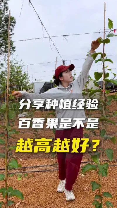 百香果苗越高越好？黄总压箱底的经验都分享出来了，果友们学到一点是一点☺️#百香果#百香果种植#抖音助农#农业种植#新农人