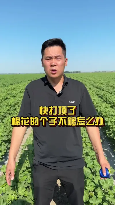 快打顶了，棉花个子不敷该怎么办？ #棉花莳植专家讲座 #关注我天天禀享莳植知识 #棉花莳植手艺 @抖音小助手