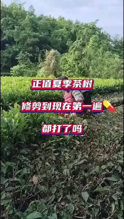 #6·ݲ԰溦#ݪֲ #ղ԰溦