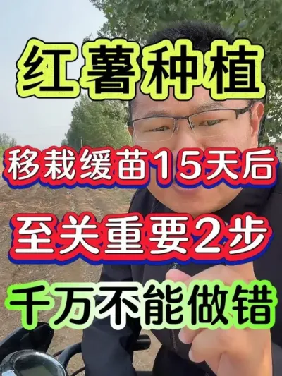 红薯移栽缓苗15天后重要两步千万不要做错 #红薯 #红薯种植 #红薯高产种植 #红薯高产 #种红薯