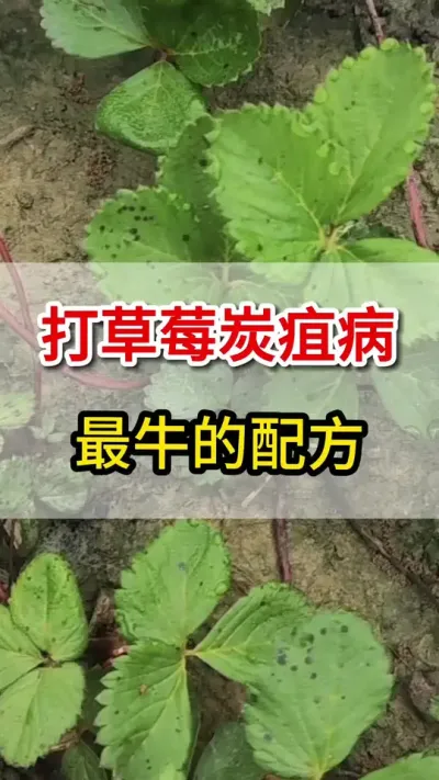 草莓炭疽病大爆发，一个高着搞定它#三农 #抖音新农人 #农业莳植