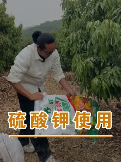 硫酸钾的使用#广西灵山荔枝果苗#农业创业#抖音新农人计划2025#吕老师种果苗