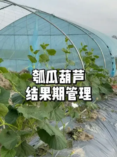 瓠瓜葫芦在结果期怎么管理和施肥 