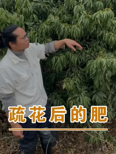 荔枝保果是一个综合管理过程，涵盖了全年管理#广西灵山荔枝果苗#农业创业#抖音新农人计划2025#吕老师种果苗