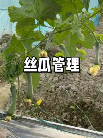 丝瓜结果期开始怎么管理和施肥 #种菜