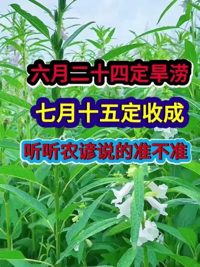六月二十四定旱涝七月十五定收成听听农谚说的准不准 #农业谚语#农谚 #农谚老话 #农业种植 #分享农业知识帮农民增产增收