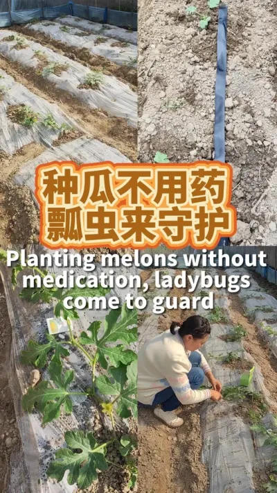 种瓜不用药瓢虫来守护 自从栽上了西瓜，就成了很多人的期待。想让它快点长大，铺了地膜埋了滴灌带，释放了瓢虫来吃蚜虫#我的小菜园 #种植小技巧 #种西瓜 #阳台种菜 #学种菜
