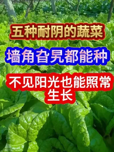 五种耐阴的蔬菜墙角旮旯都能种不见阳光也能照常生长 ##农业种植 #蔬菜种植 #种植小技巧 #服务三农支持三农 #分享农业知识帮农民增产增收