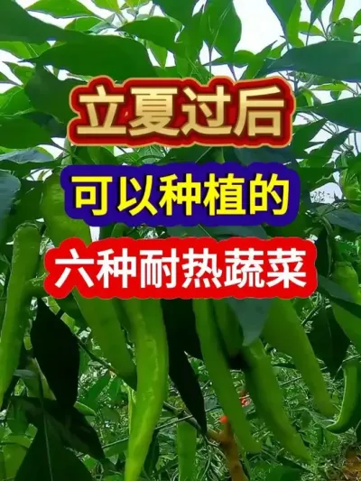 立夏过后可以种植的六种耐热蔬菜 #蔬菜种植 #农业种植 #种植小技巧 #三农 #分享农业种植知识帮农民增产增收增效