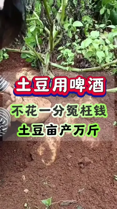 土豆用啤酒不花一分冤枉钱#土豆高产种植 #马铃薯种植 #洋芋种植 #土豆种植技术#三农种植