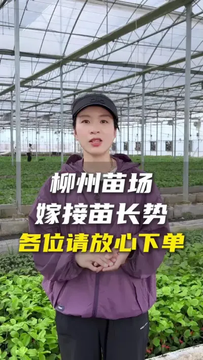 4月30就可以发走✈️了～现在根系比拍摄那天的还要好啦！😁😁#百香果 #百香果种植技术 #优质种苗#农业种植#抖音助农