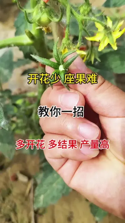 告别花多果少！一&ldquo;点&rdquo;解决番茄坐果难题#授粉 #授粉坐果 #授粉座果灵
