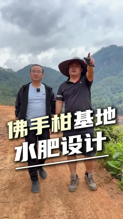 佛手柑种植基地水肥设计#佛手柑 #全自动水肥设计 #坡地灌溉 #服务三农