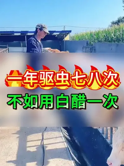 一年驱虫七八次，不如用白醋一次 #养牛人 #育肥牛 #农村养牛 #养牛技术 #养殖好帮手