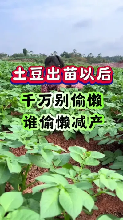 土豆出苗以后千万别偷懒谁偷懒谁减产#土豆高产种植 #马铃薯种植 #洋芋种植 #土豆种植技术#三农种植