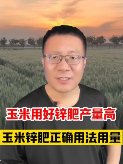 种玉米用好锌肥产量高，种玉米如何正确使用锌肥？ #玉米种植 #玉米种植技术 #玉米种植大户 #玉米增产 #玉米高产种植技术