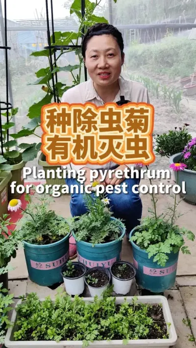 种除虫菊有机灭虫 种菜之余还种点花， 这个花叫除虫菊，种下后蚊子和虫子不来了#我爱种菜 #种植小技巧 #阳台种菜 #好看的花一定要分享给你 #我的花花草草🌸🌸