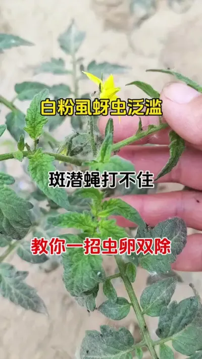 蚜虫白粉虱泛滥打不住，教你一招，虫卵全歼灭#蚜虫防治 #抖音助农 #三农种植 #番茄种植 #虫害防治