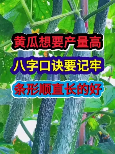 黄瓜想要产量高八字口诀要记牢条顺直长的好 #黄瓜种植 #农业种植 #分享农业知识帮农民增产增收 #服务三农支持三农 #种植小技巧