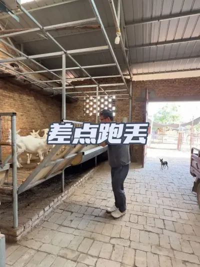 以为一只跑丢了，找了一上午羊发现没丢😩 #新农人计划2025 #萨能奶山羊 #农村养羊