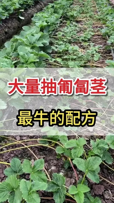一个高招，匍匐茎大量抽生满地爬#匍匐茎#三农#育苗