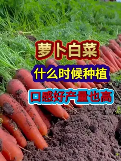 萝卜白菜什么时候种植口感好产量也高 #萝卜种植 #白菜种植 #萝卜种植技巧 #白菜种植技巧 #农业种植