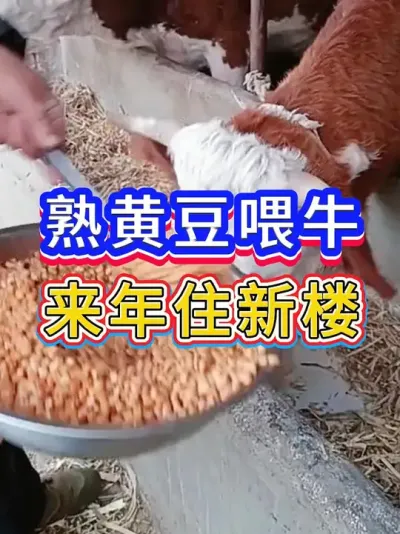 熟黄豆喂牛，来年住新楼 #科学养牛   #服务三农养牛人   #农村养牛   #养牛技术