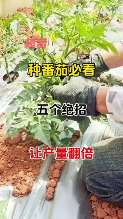 番茄怎样管理才能高产呢？管理五要点，分享给大家#西红柿种植 #番茄种植 #三农种植 #抖音助农