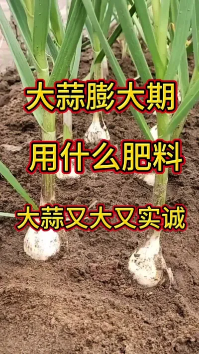 大蒜#大蒜 #大蒜膨大 @抖音