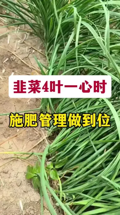 韭菜4叶一心时，施肥管理做到位。#韭菜高产 #韭菜管理 #韭菜施肥 #韭菜种植 #韭菜施什么肥根粗