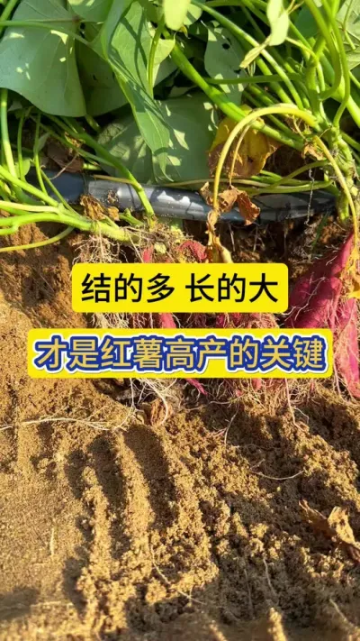 红薯结的多，长的大，才是决定红薯能否高产的两个关键因素！#红薯 #红薯种植 #薯帮主膨薯肥 #红薯高产 #薯帮主超磷钾红薯肥