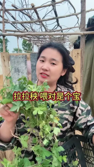 拉拉秧养兔是宝#兔子 #养兔人 #肉兔养殖